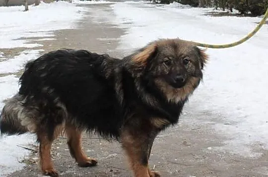 Endi szuka domu.