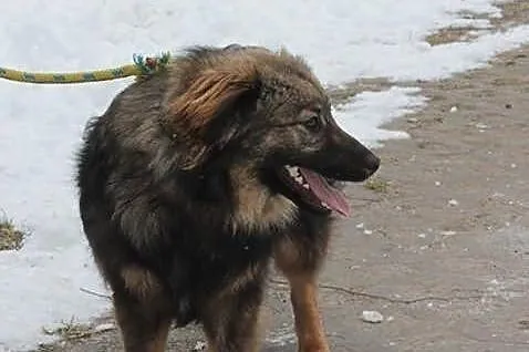 Endi szuka domu.