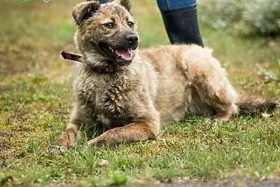 Prima, półtoraroczna suczka, pięknie umaszczona, w