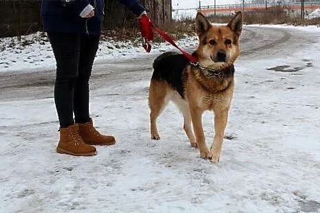 Owczarkowaty spokojny Hevi szuka domu!,  dolnośląs