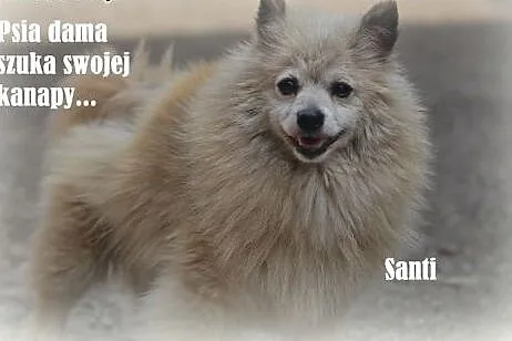 Santi starsza dama ,  małopolskie Kraków