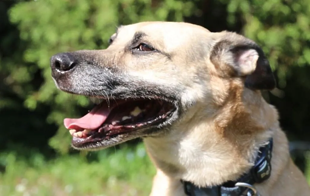 Pedro do adopcji, śląskie Gliwice, Śląskie, Gliwice
