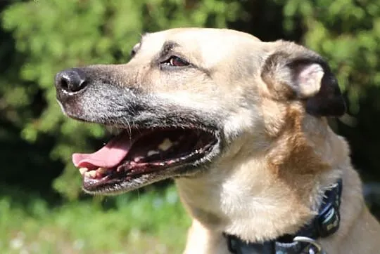 Pedro do adopcji,  śląskie Gliwice, Śląskie, Gliwice