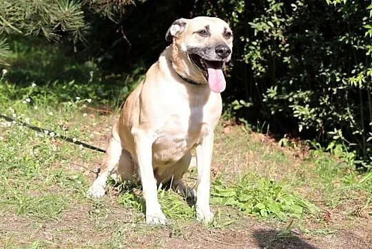 Pedro do adopcji,  śląskie Gliwice, Śląskie, Gliwice