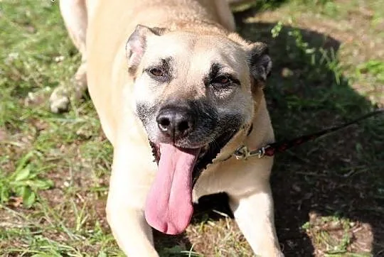 Pedro do adopcji,  śląskie Gliwice, Śląskie, Gliwice