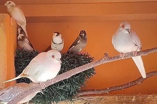 Mewki japońskie, Śląskie, Blachownia