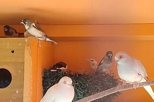 Mewki japońskie, Śląskie, Blachownia