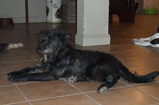 Yogi do adopcji