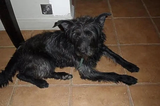 Yogi do adopcji