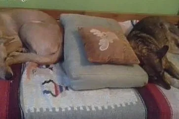 TRAMP szuka opiekuna,  dolnośląskie Jelenia Góra