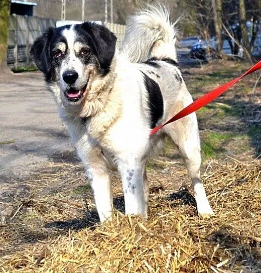 Orso – będę Cię strzegł i kochał nad życ