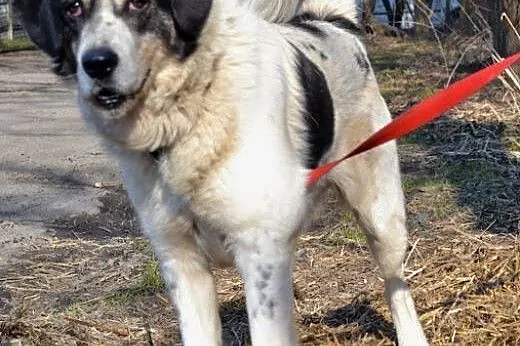Orso &#8211; będę Cię strzegł i kochał nad życ