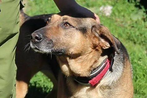 Cudowna Bunia przygarnie człowieka,  Kundelki cała