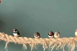 Zeberki