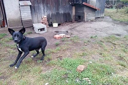 Dżeki szuka domu, 1,5 roku, przyjazny, energiczny,