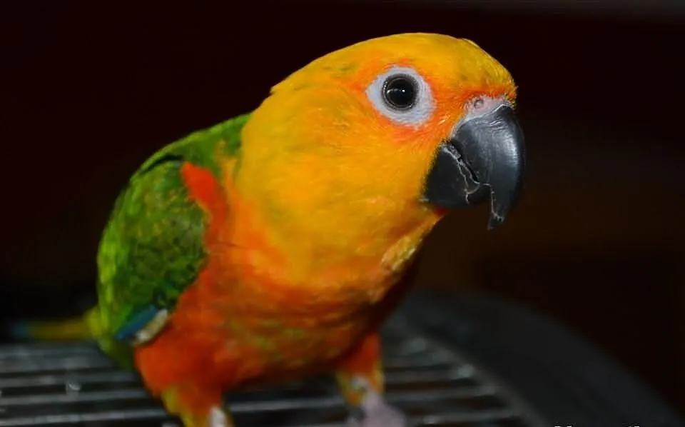 Sprzedam papuge