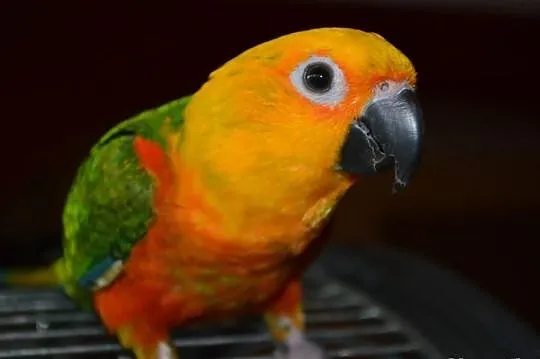 Sprzedam papuge