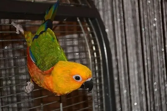 Sprzedam papuge