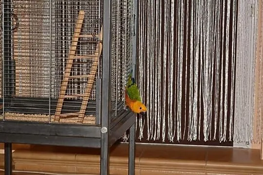Sprzedam papuge