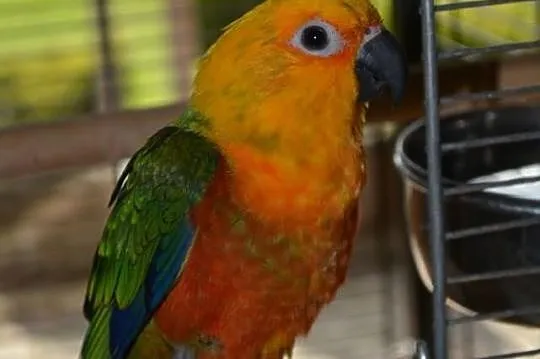 Sprzedam papuge