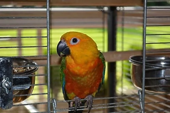 Sprzedam papuge