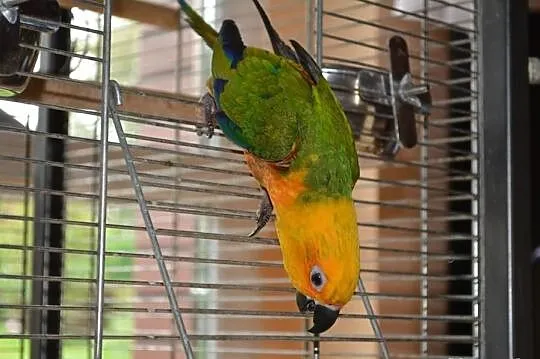 Sprzedam papuge