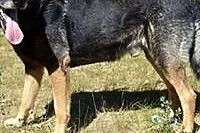 SZARIK - do pilnej adopcji!!!,  pomorskie Gdańsk