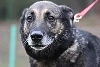 SZARIK - do pilnej adopcji!!!,  pomorskie Gdańsk