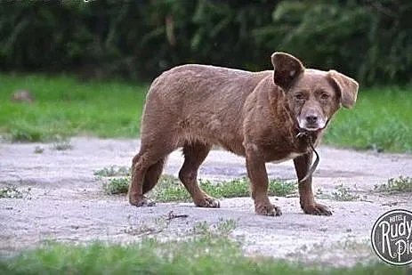 Karmelka - piękna kakaowa dziewczynka w typie jamn