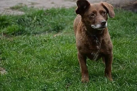 Karmelka - piękna kakaowa dziewczynka w typie jamn