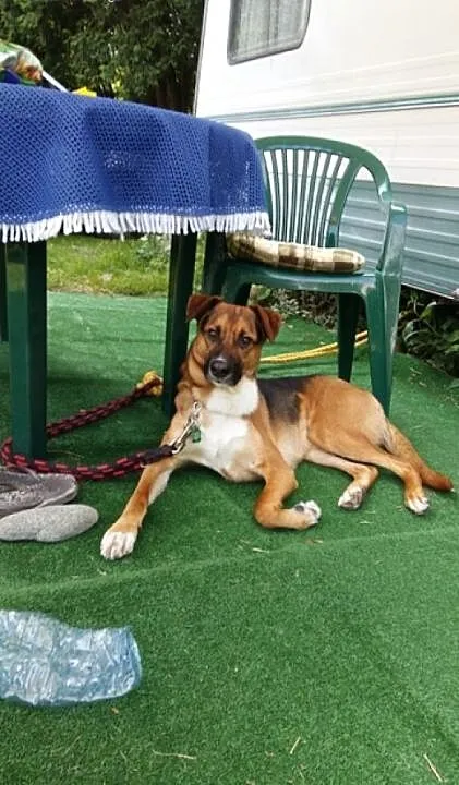 Borys-2 letni , piękny pies do adopcji., małopols