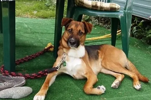 Borys-2 letni , piękny pies do adopcji.,  małopols