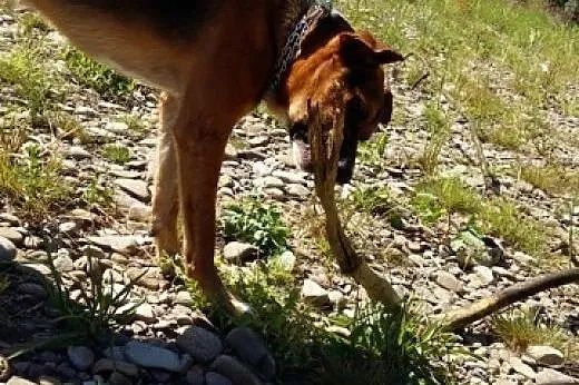 Borys-2 letni , piękny pies do adopcji.,  małopols