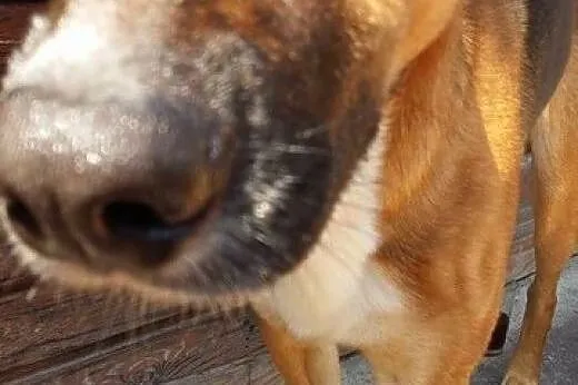Borys-2 letni , piękny pies do adopcji.,  małopols