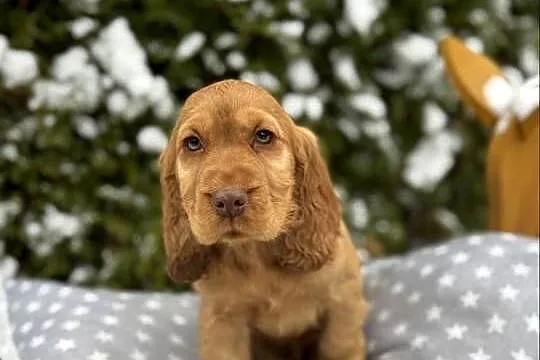 Jedyny taki! Piękny piesek Cocker Spaniel angielski czerwony nos, rodowód