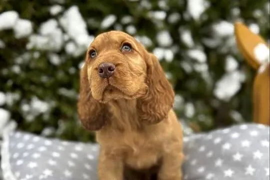 Jedyny taki! Piękny piesek Cocker Spaniel angielski czerwony nos, rodowód, Mazowieckie, Warszawa