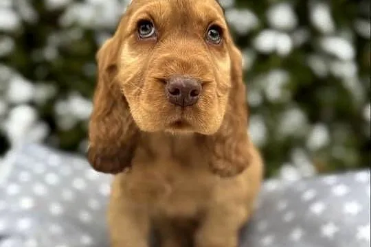 Jedyny taki! Piękny piesek Cocker Spaniel angielski czerwony nos, rodowód, Mazowieckie, Warszawa