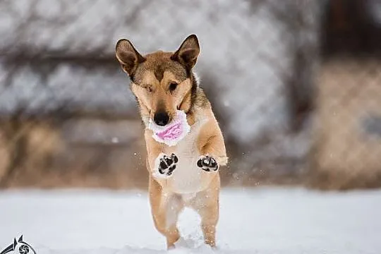 Nie przegap szczęścia, które wraz z Bastem u Ciebie może zamieszkać, Małopolskie, Kraków