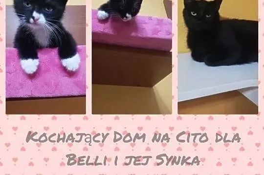 Młoda koteczka i jej synek ADOPCJA,  Koty pospolit, cała Polska
