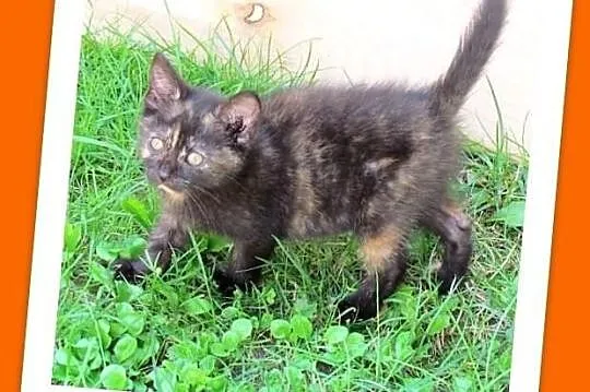 Szylkretowa 3mies.kociczka COLOMBO,szvczepiona,kuwetkowa.ADOPCJA