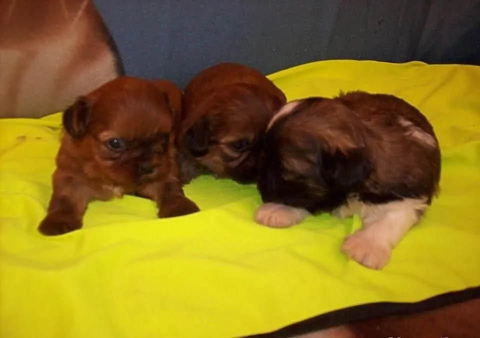 Shih Tzu szczenięta