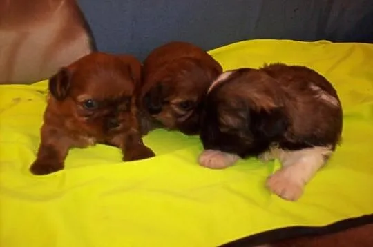 Shih Tzu szczenięta