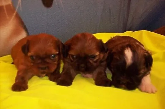 Shih Tzu szczenięta