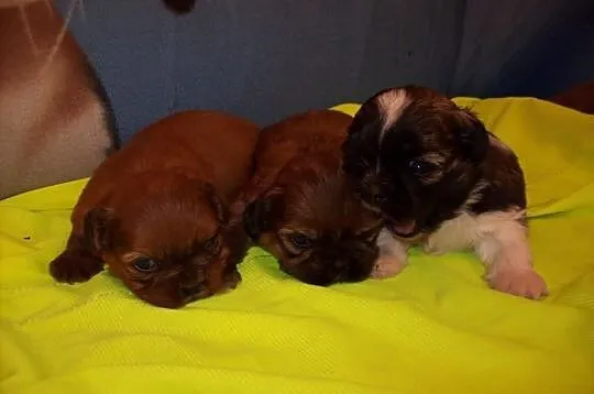 Shih Tzu szczenięta