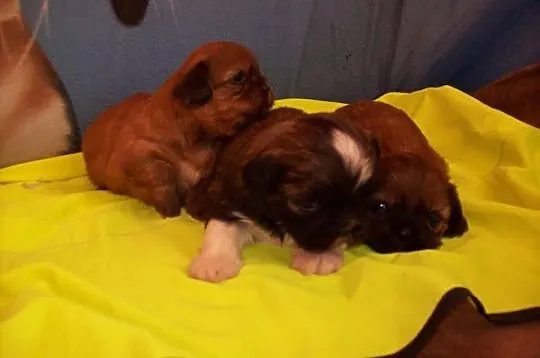 Shih Tzu szczenięta