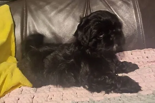 Shihtzu czarna suczka
