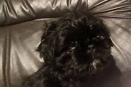 Shihtzu czarna suczka, Podkarpackie, Kolbuszowa
