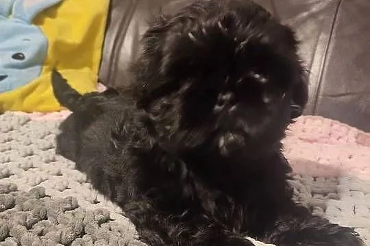 Shihtzu czarna suczka, Podkarpackie, Kolbuszowa