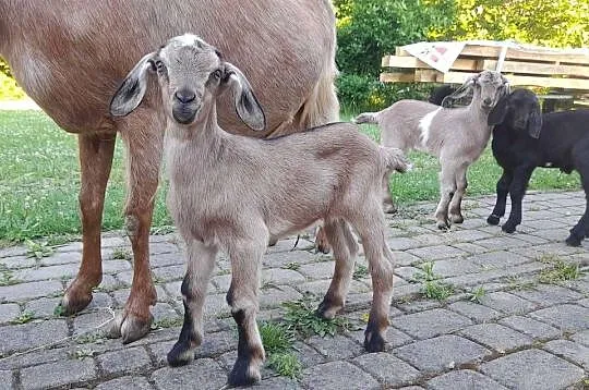 Capek anglonubijski - Sprzedam