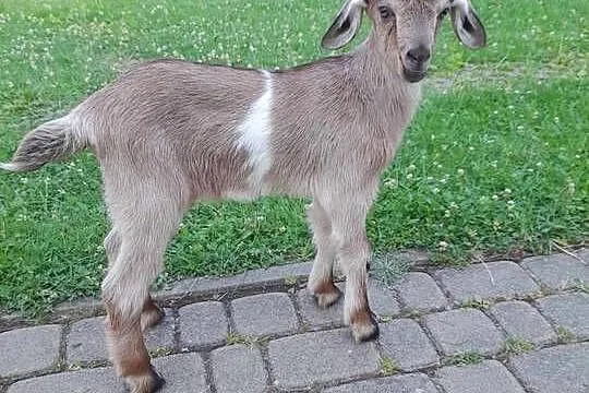 Capek anglonubijski - Sprzedam, Podkarpackie, Jasło